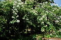 Fiori, Piante, natura_10